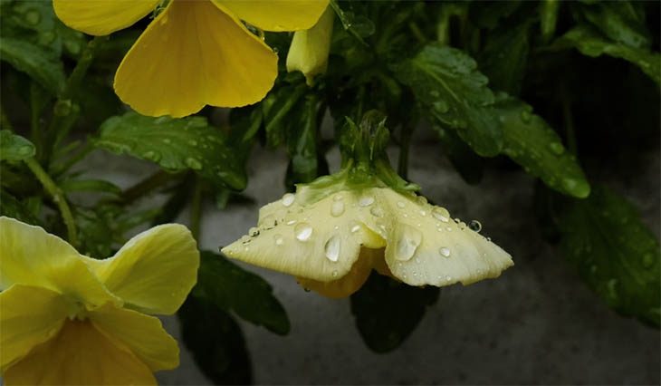 Rainy Day In Whistler - Wet Flower